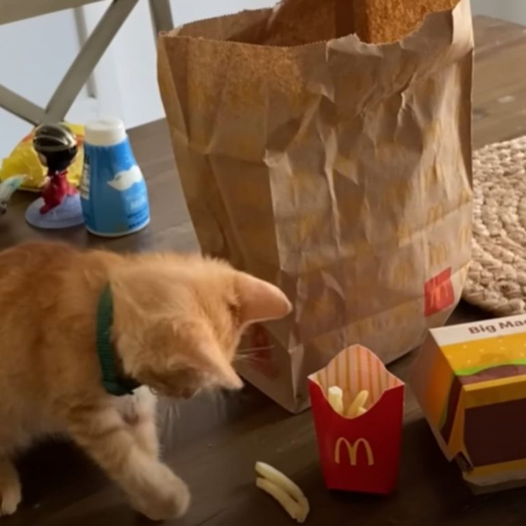 Katze spielt mit Pommes