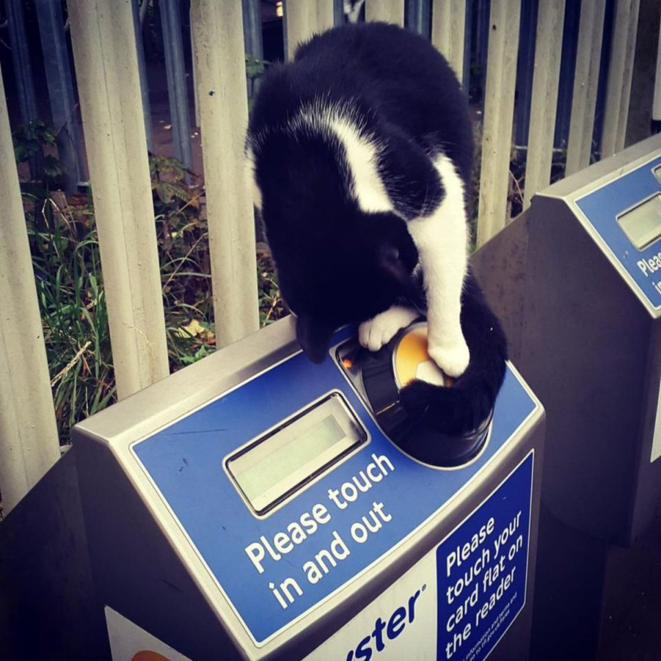 Katze spielt mit Ticketautomaten