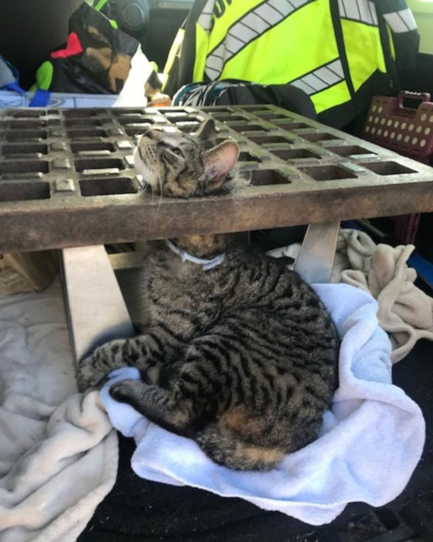 Katze steckt mit dem Kopf in einem Kanaldeckel