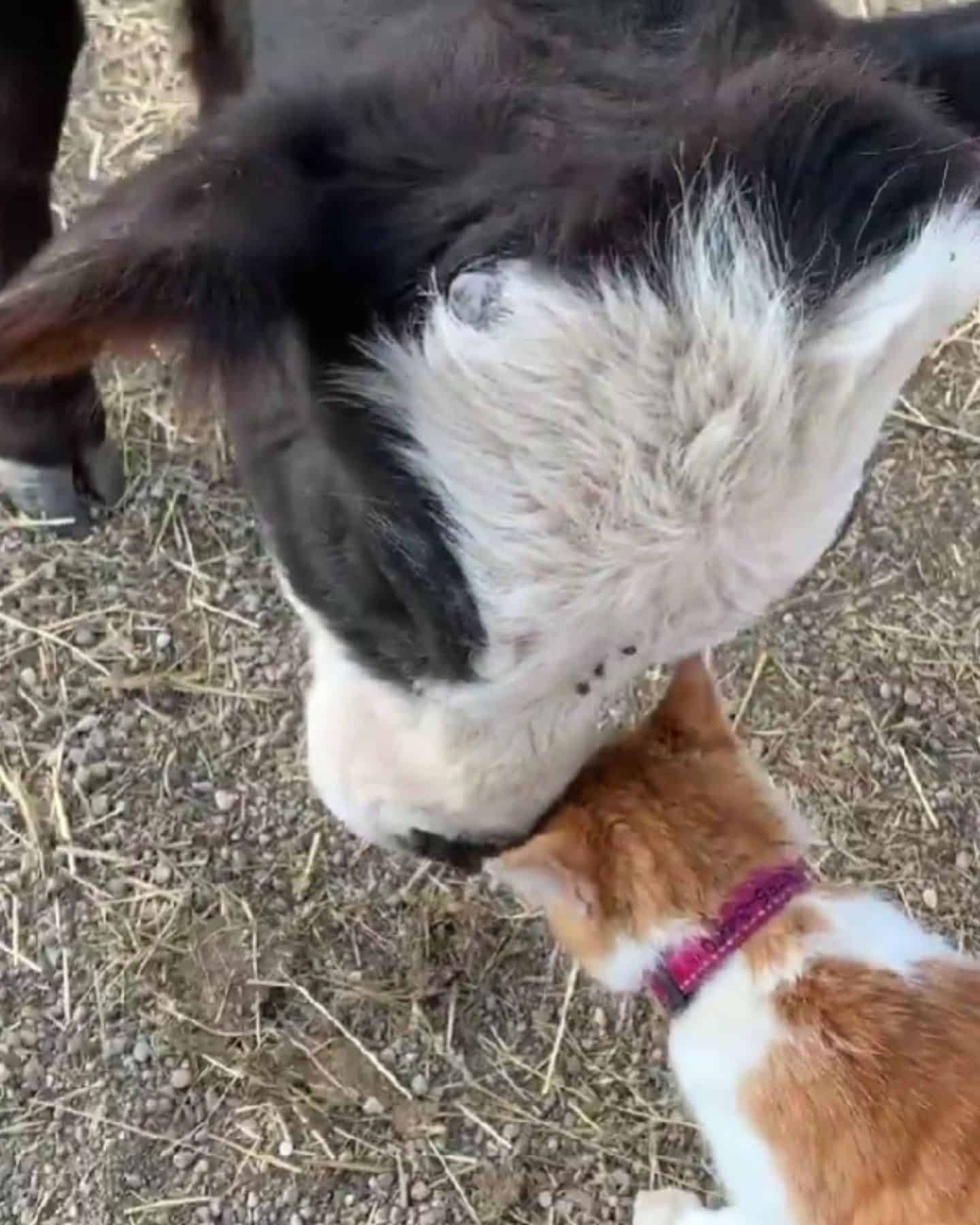 Katze und Kuh als beste Freunde