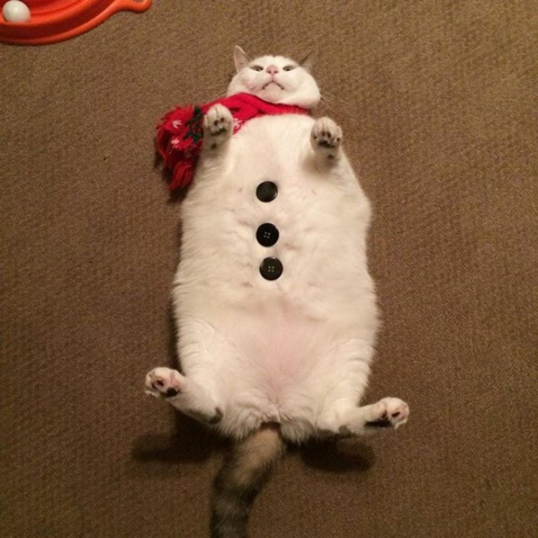 Katze verkleidet als ein Schneemann