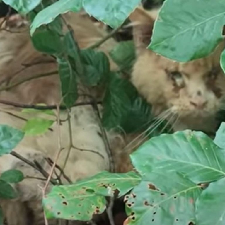 Katze versteckt hinter Laub