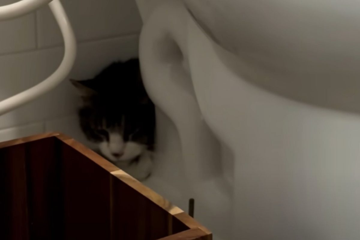 Katze versteckt sich hinter Toilette