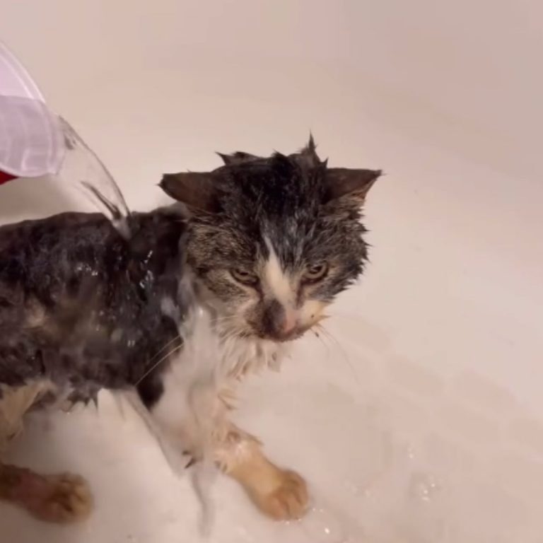 Katze wird gebadet