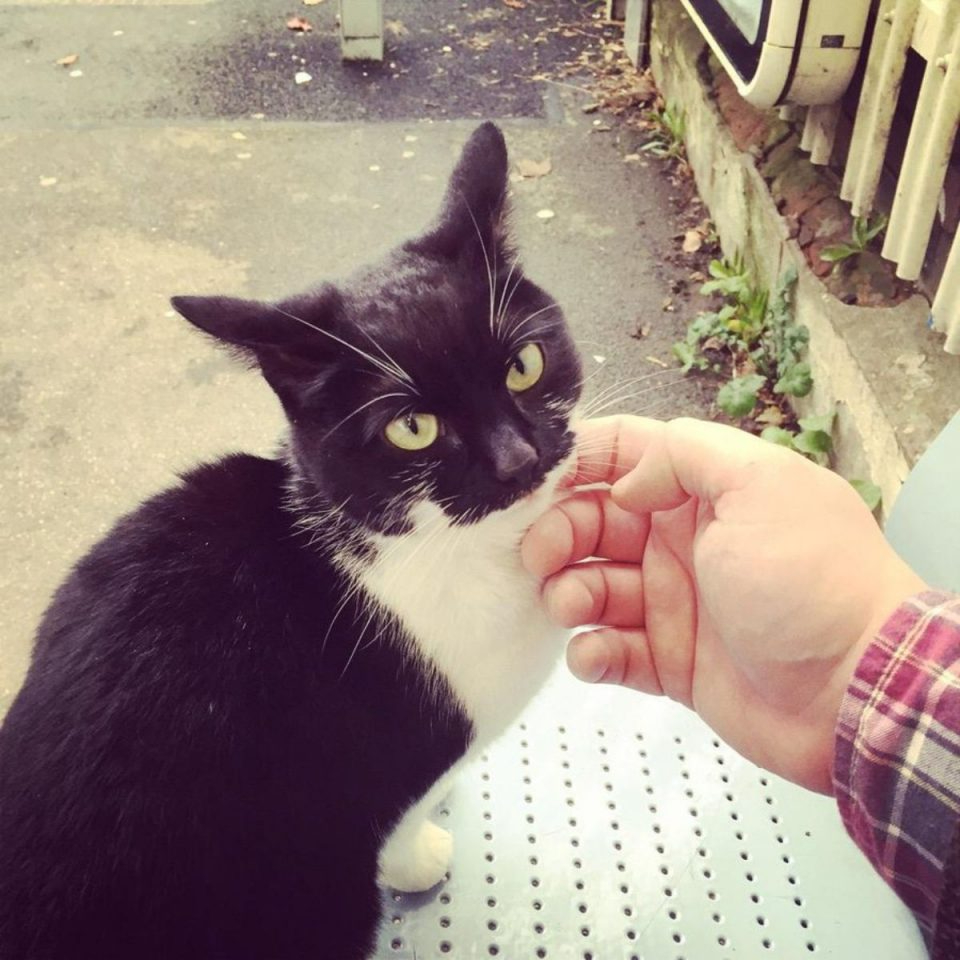 Katze wird gestreichelt