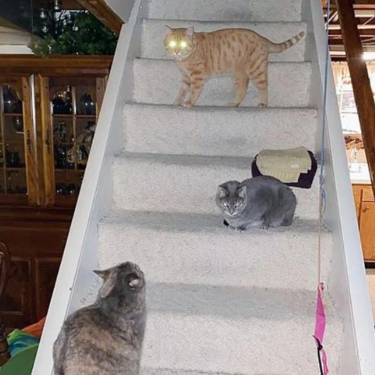 Katzen auf einer Treppe