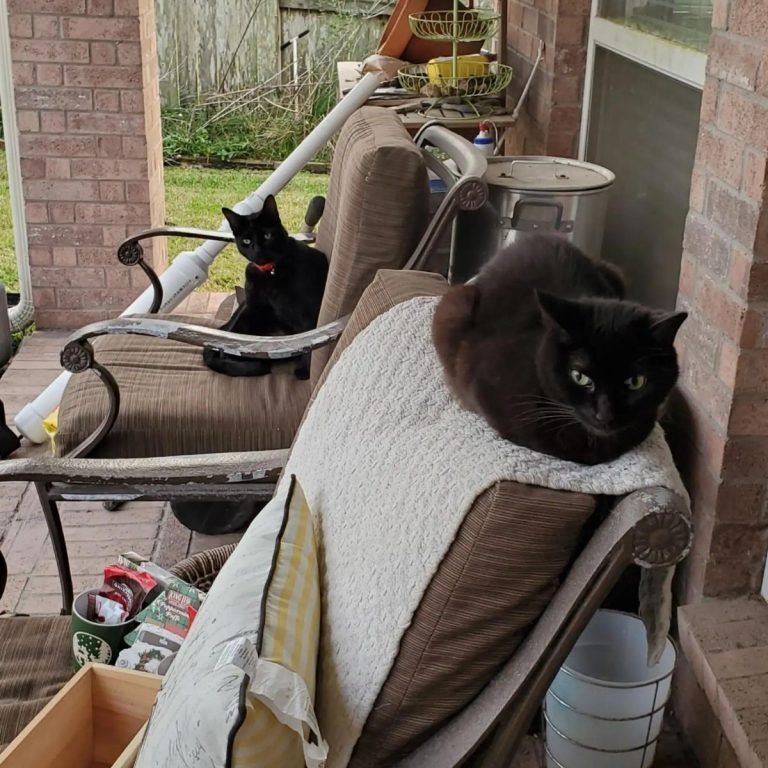 Katzen auf einer Veranda