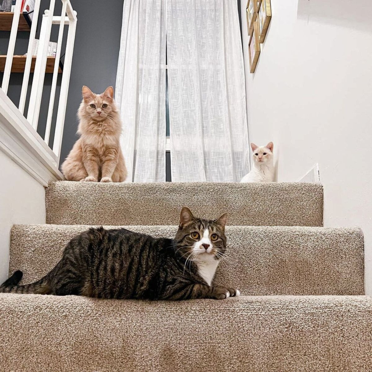 Katzen sitzten auf einer Treppe