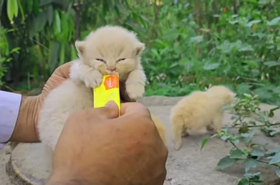 Katzenbaby bekommt Futter_