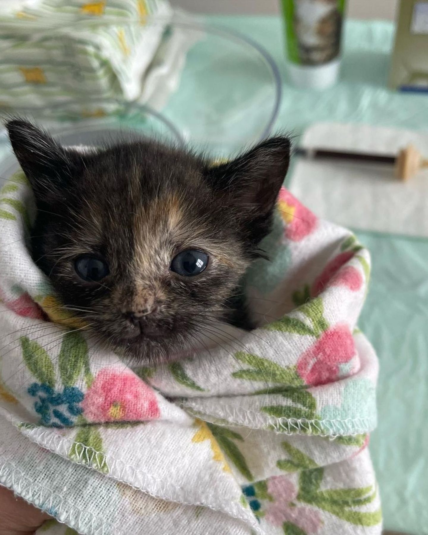 Katzenbaby eingewickelt in eine Decke