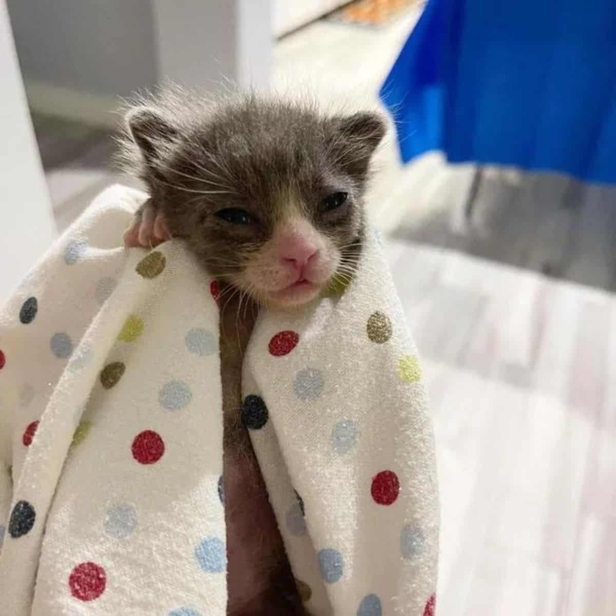 Katzenbaby eingewickelt in eine bunte Decke