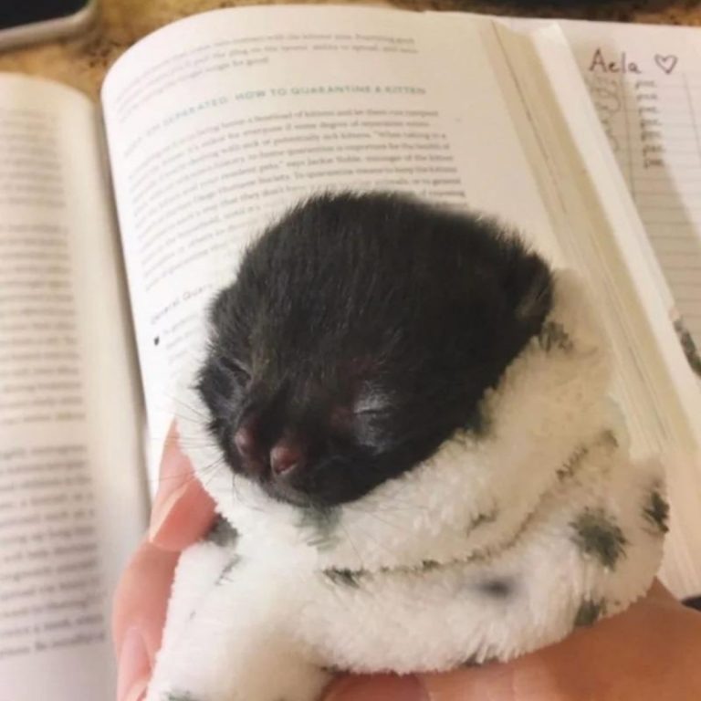 Katzenbaby eingewickelt in eine kleine Decke