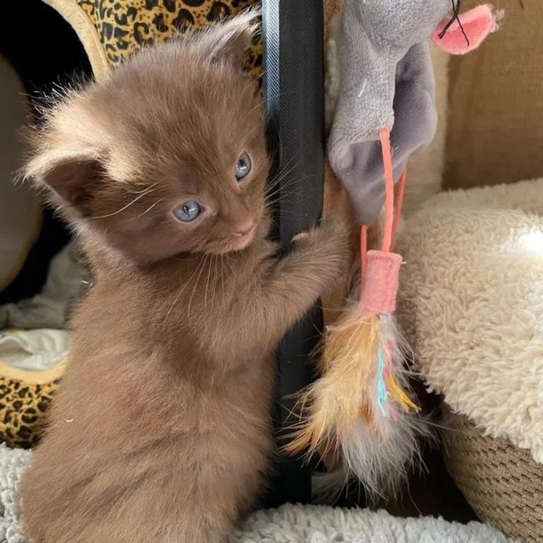 Katzenbaby haelt sich fest an Kratzbaum