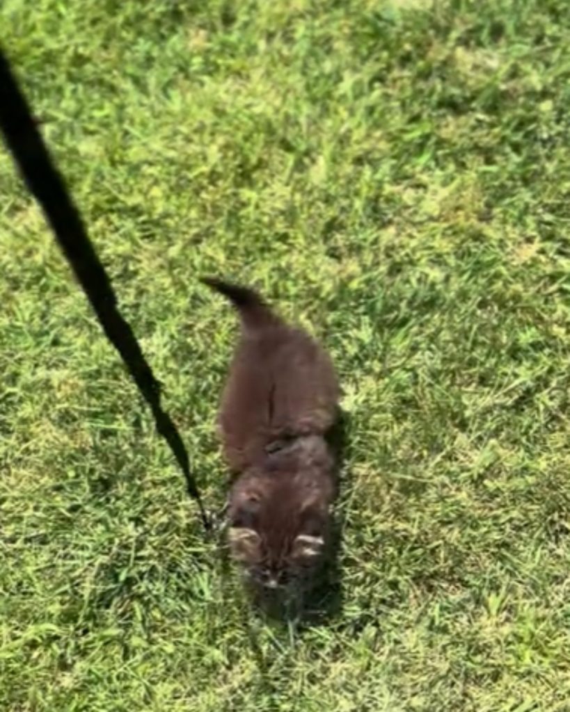 Katzenbaby laeuft auf Gras