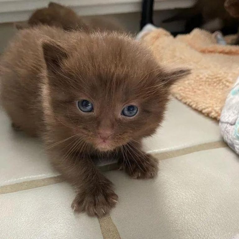 Katzenbaby mit einzigartiger Fellfarbe