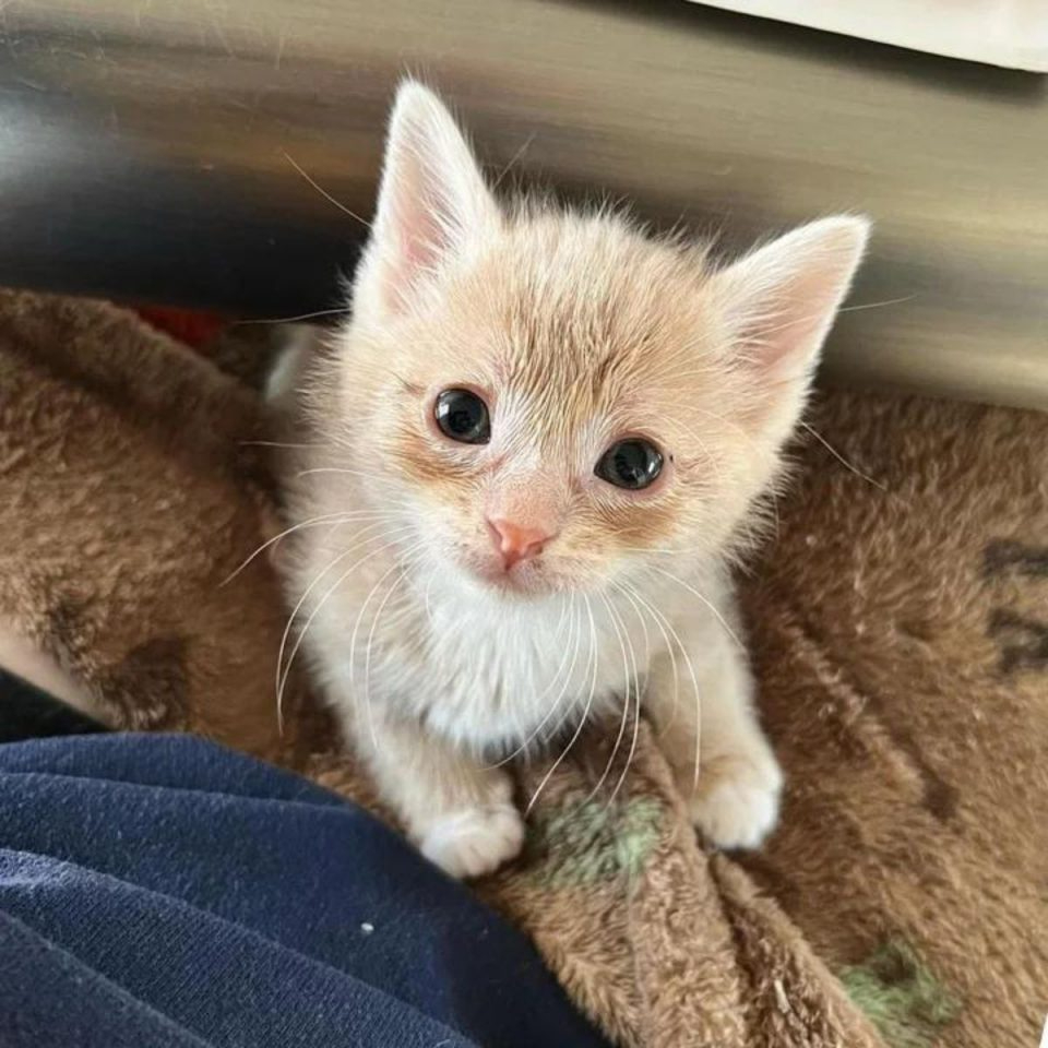 Katzenbaby schaut nach oben