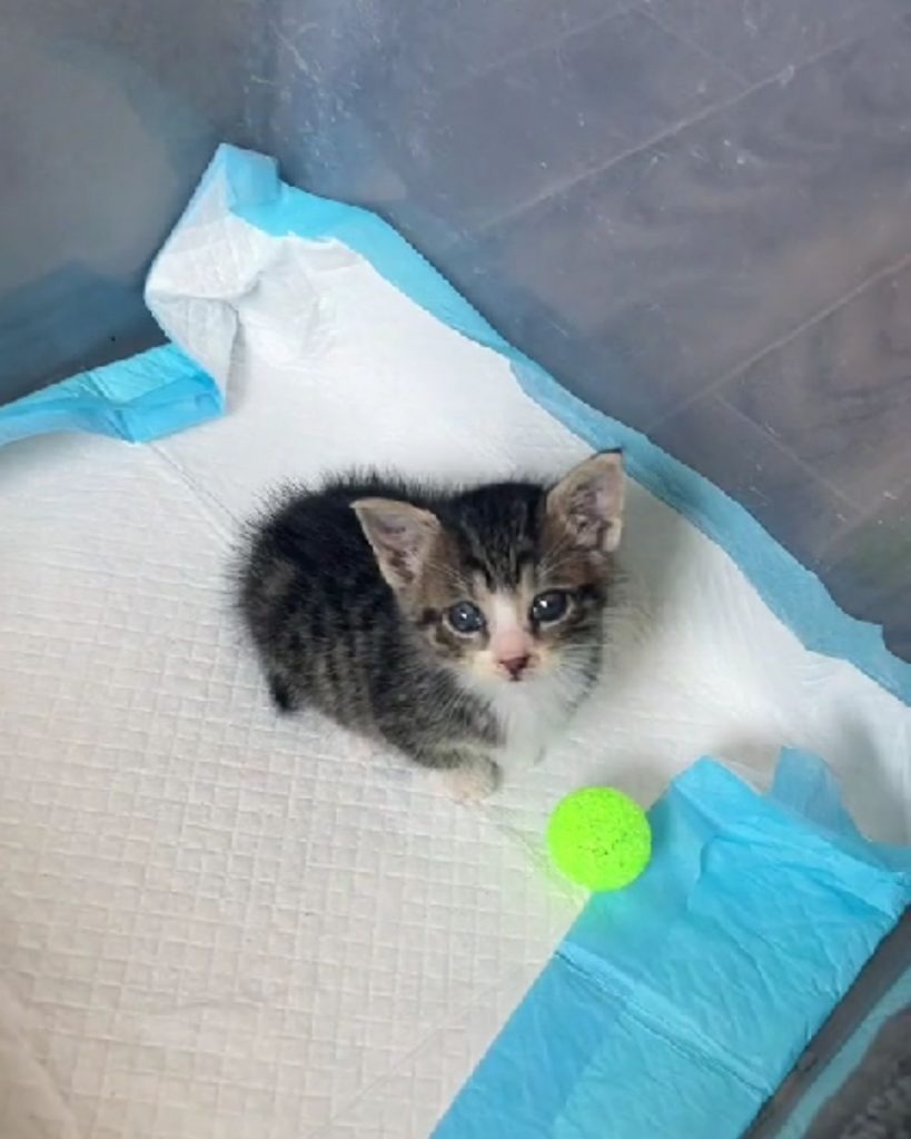 Katzenbaby sitzt neben Ball