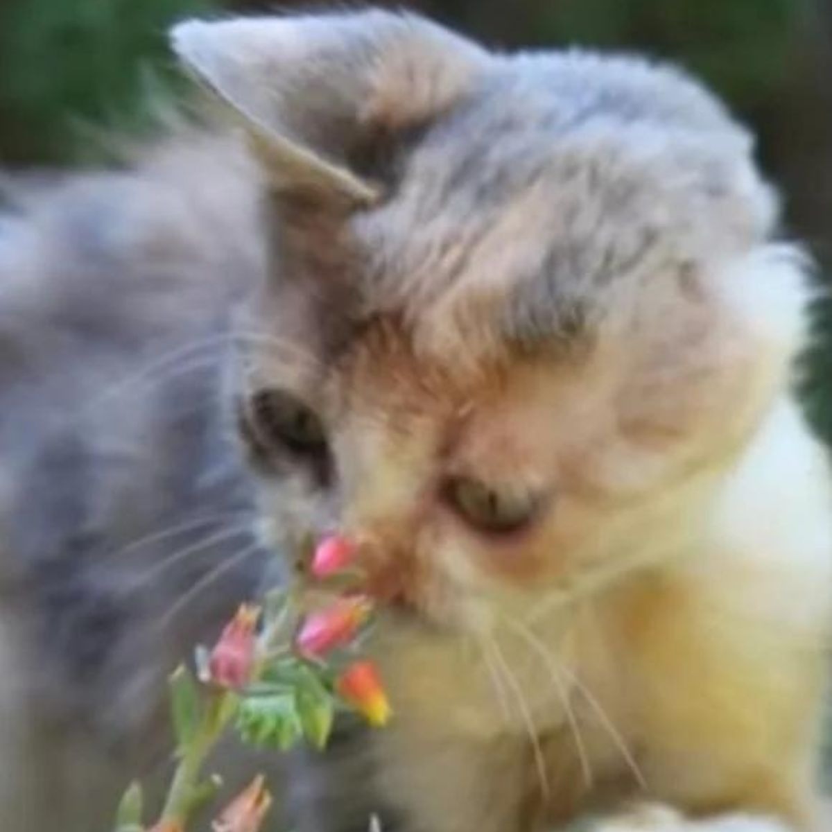 Katzenbaby und eine Blume