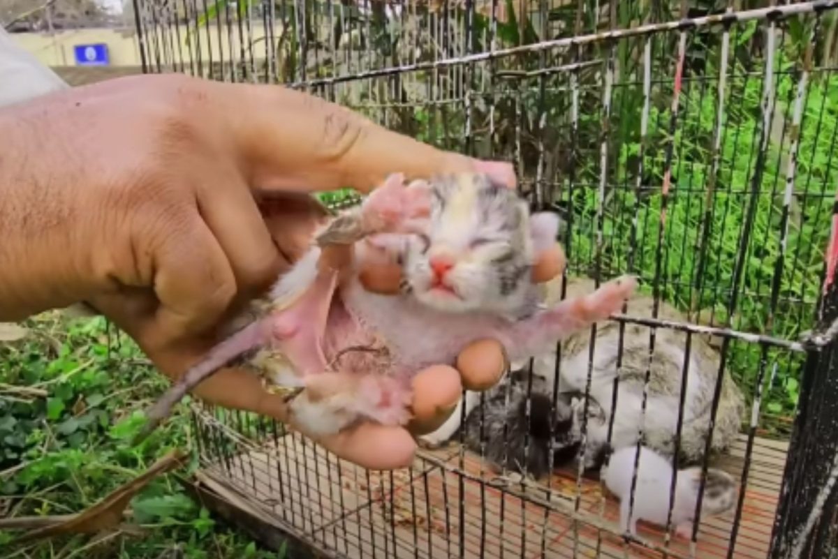 Katzenbaby wird gestreichelt