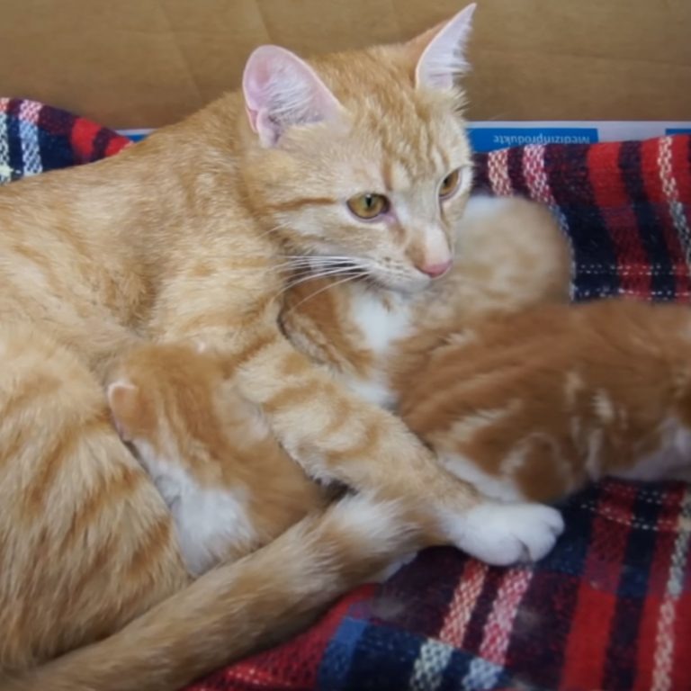 Katzenbabys und ihre Mama