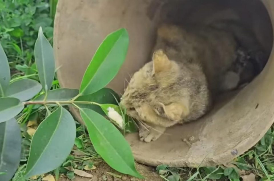 Katzenmama bekommt Futter