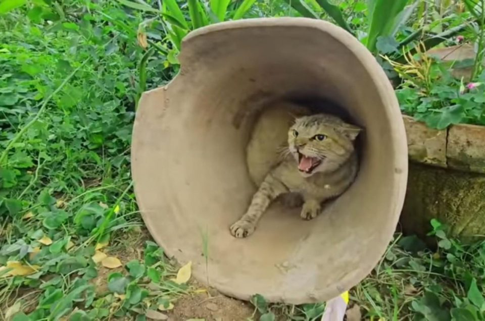 Katzenmama beschuetzt ihre neugeborenen Babys