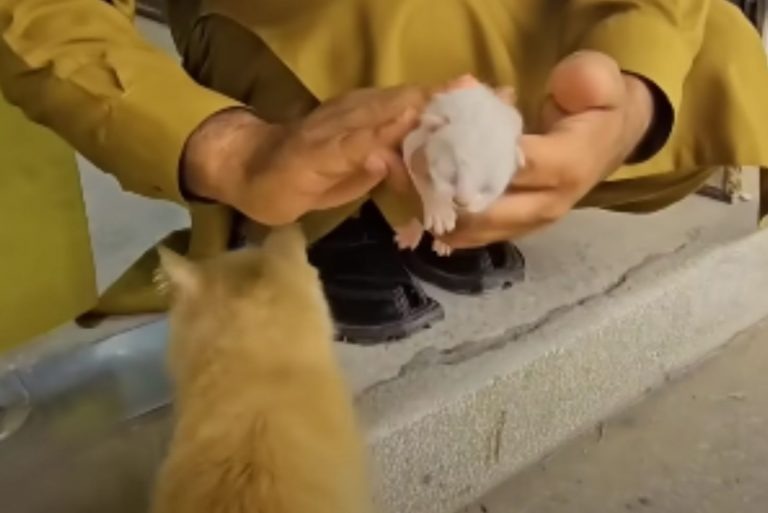 Katzenmama bringt ihr Baby zu einem Mann