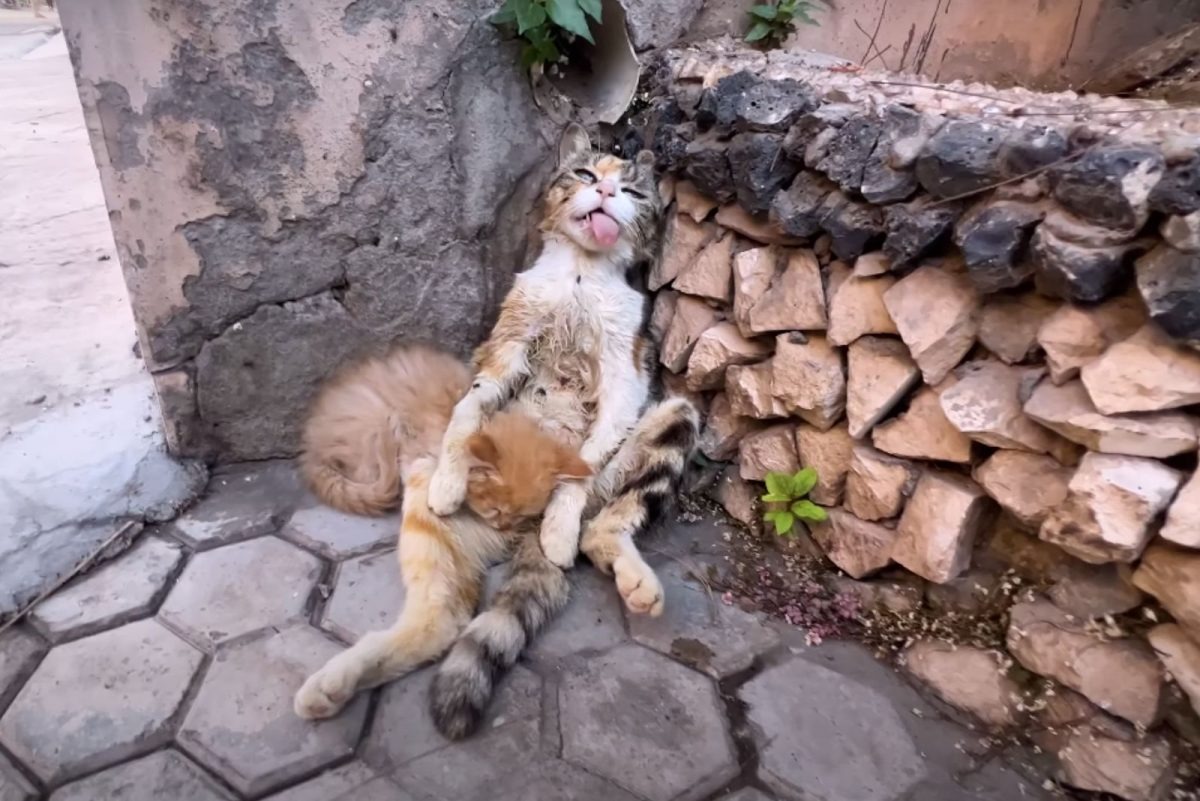 Katzenmama im schlechtem Zustand