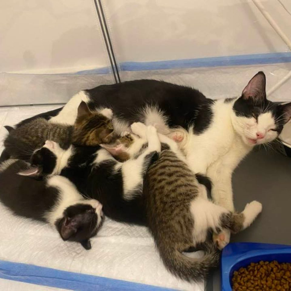 Katzenmama liegt mit ihren Babys