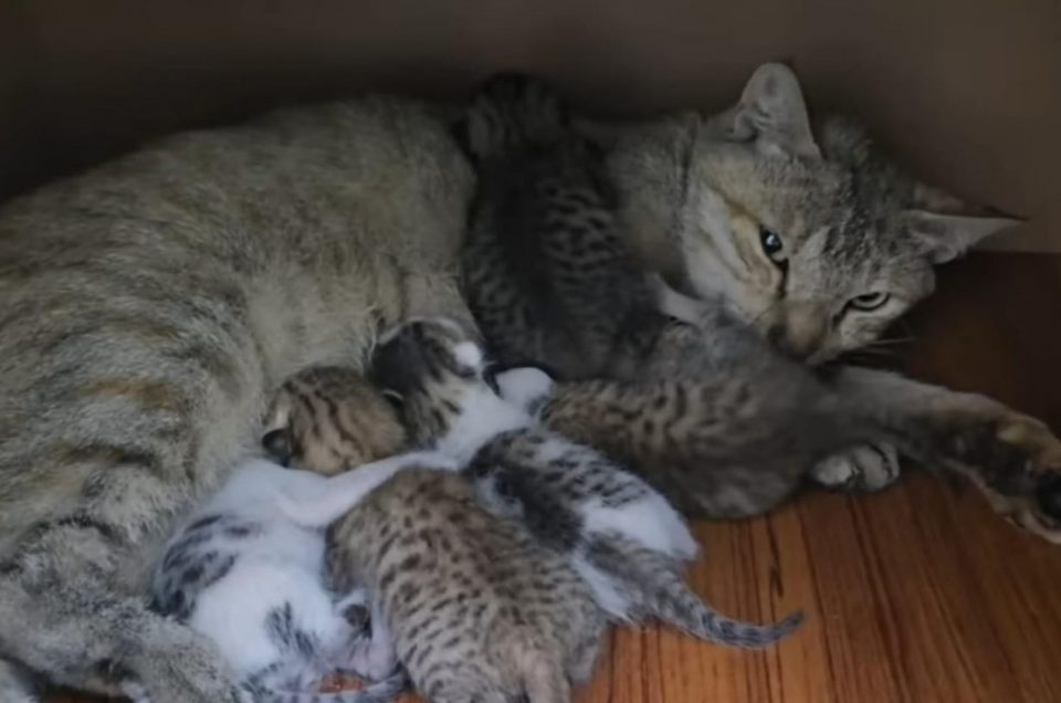 Katzenmama liegt mit ihren Katzenbabys