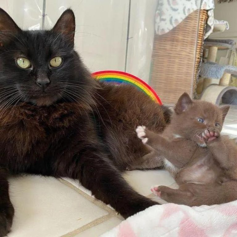 Katzenmama liegt neben ihrem braunen Baby