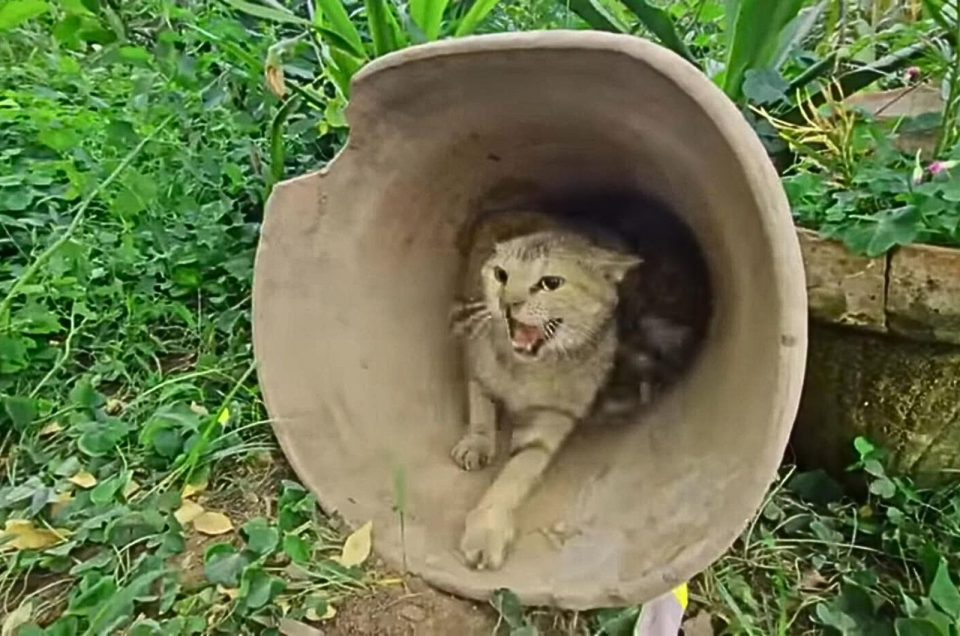 Katzenmama schuetzt ihre Katzenbabys vor Menschen