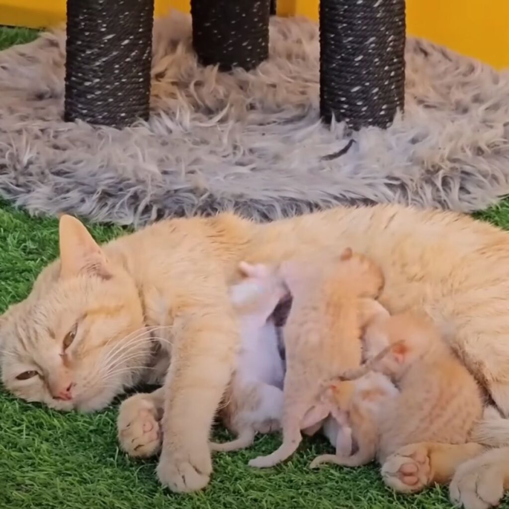 Katzenmama stillt ihre Babys