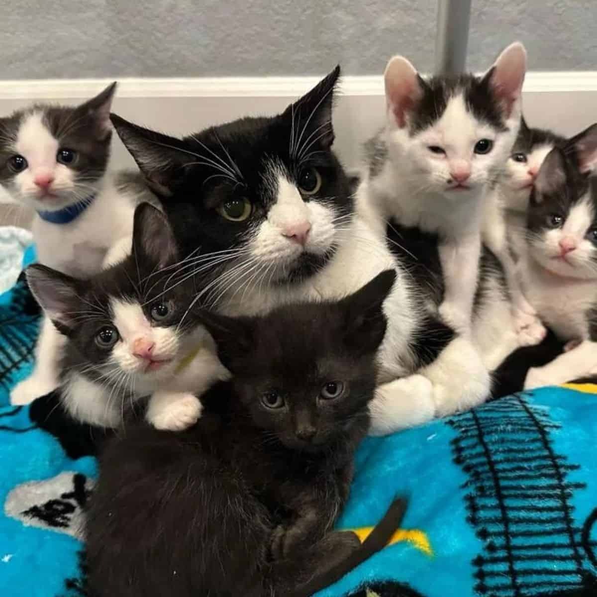 Katzenmama umgeben mit ihren Babys