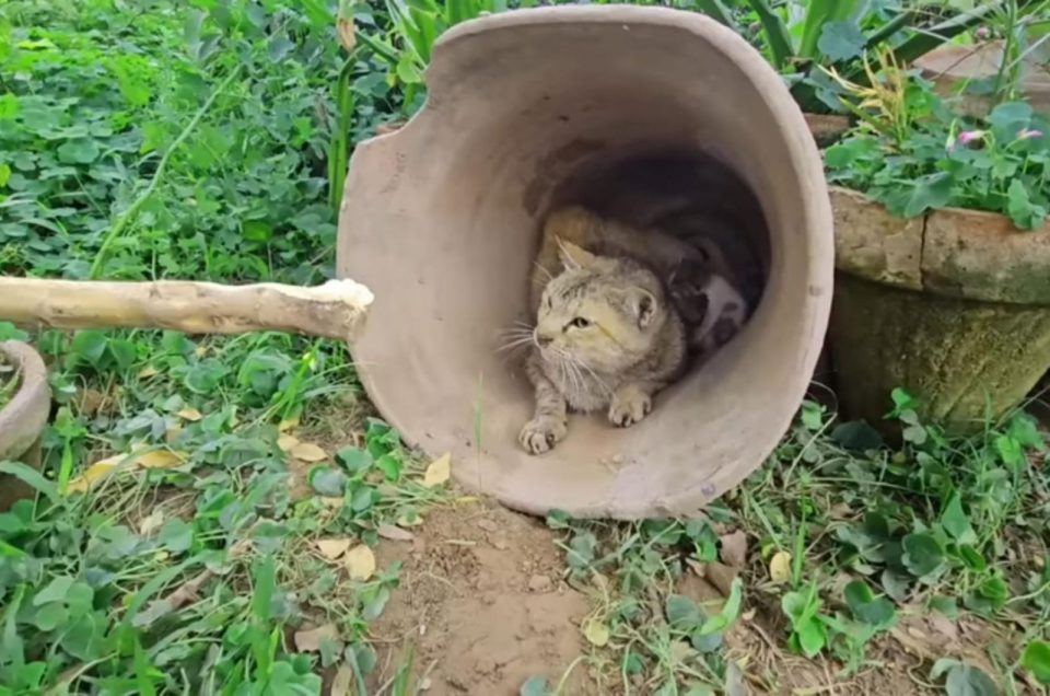 Katzenmama und ihre Babys im Blumentopf