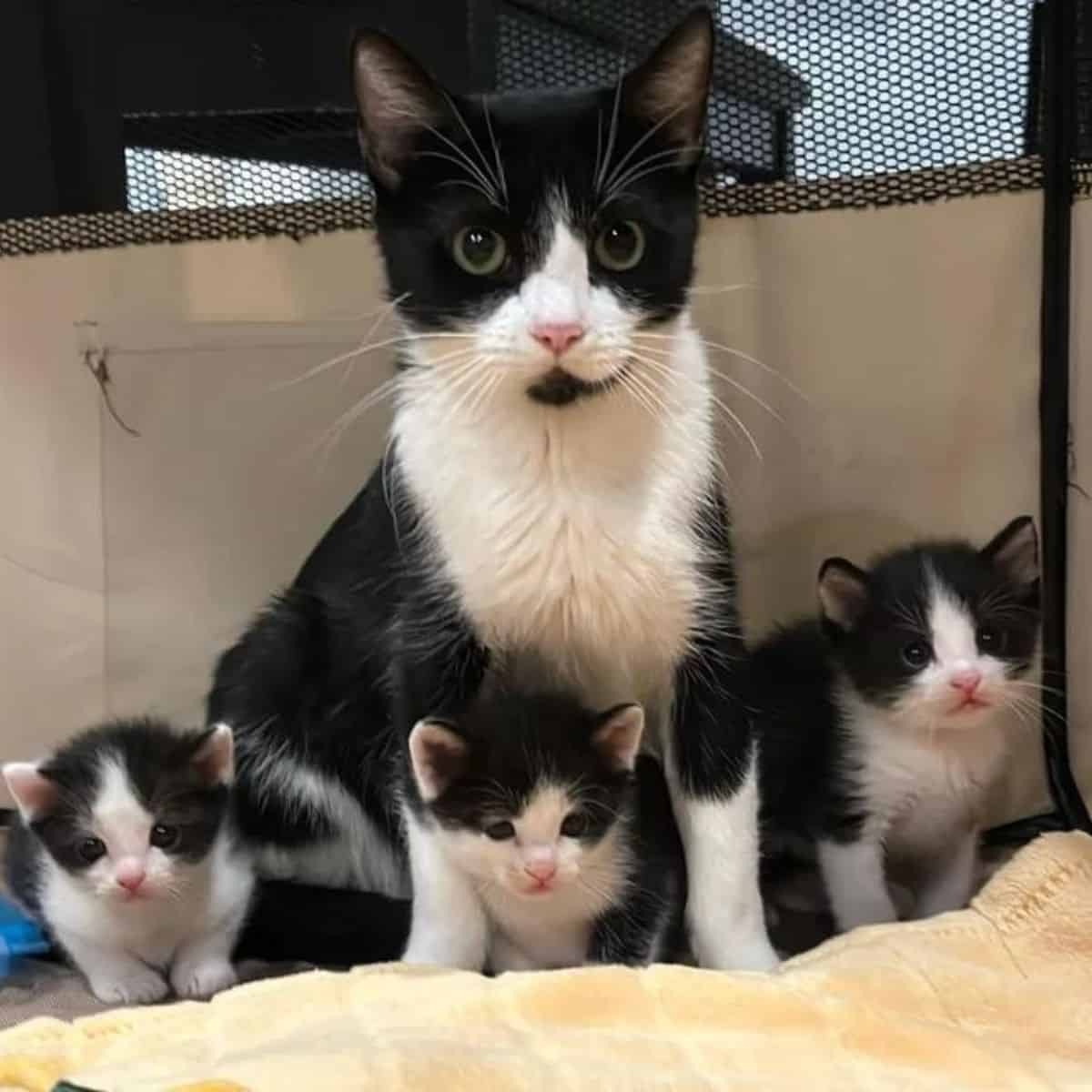 Katzenmama und ihre drei Katzenbabys