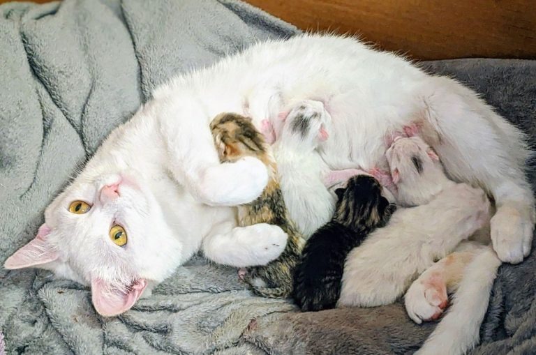 Katzenmama und ihre neugeborenen Babys