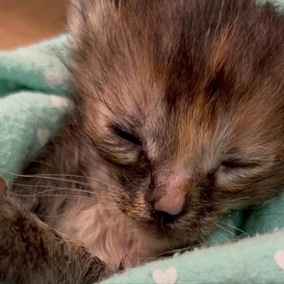 Kleine Katze erholt sich von einem Unfall