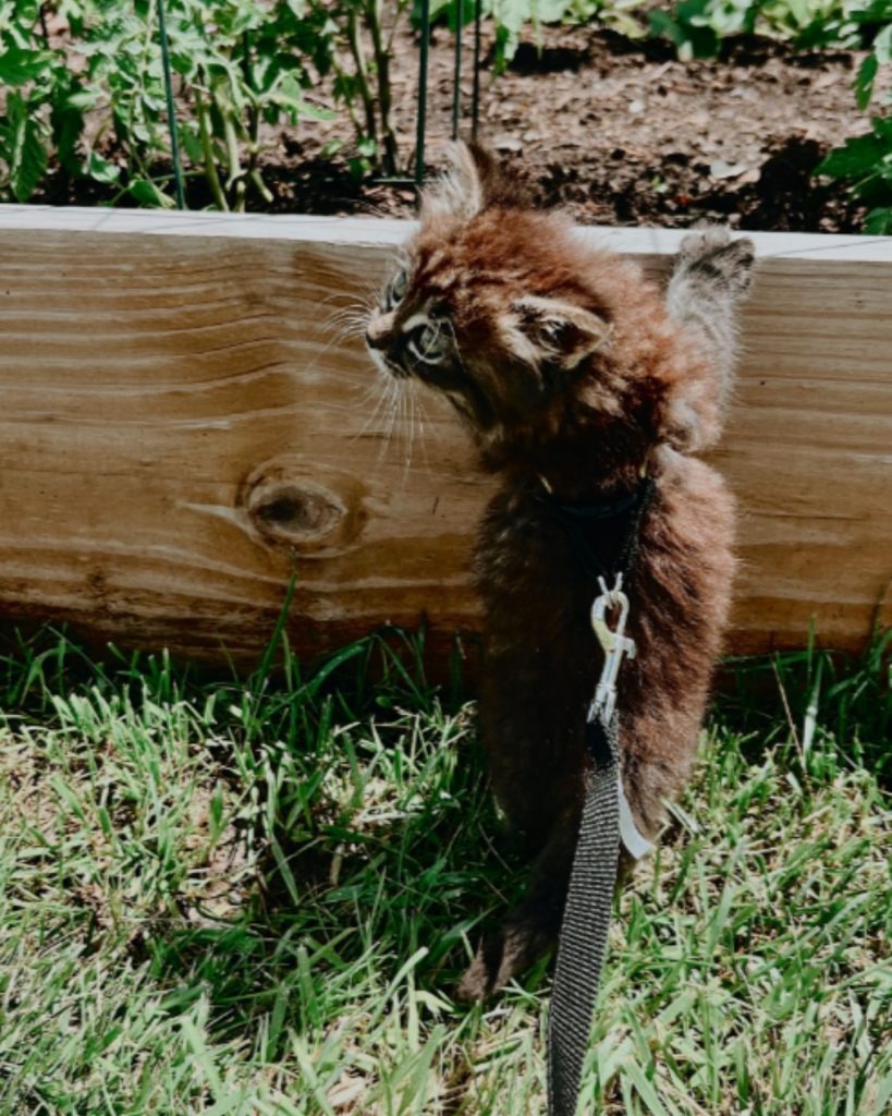 Kleine Katze erkundet den Garten