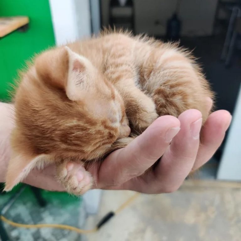 Kleine Katze in der Hand eines Mannes