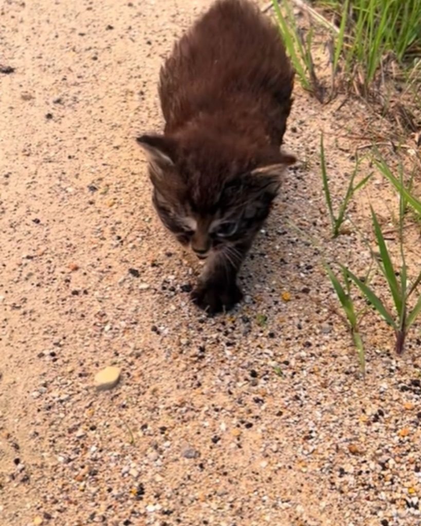 Kleine Katze kommt zu einer Frau