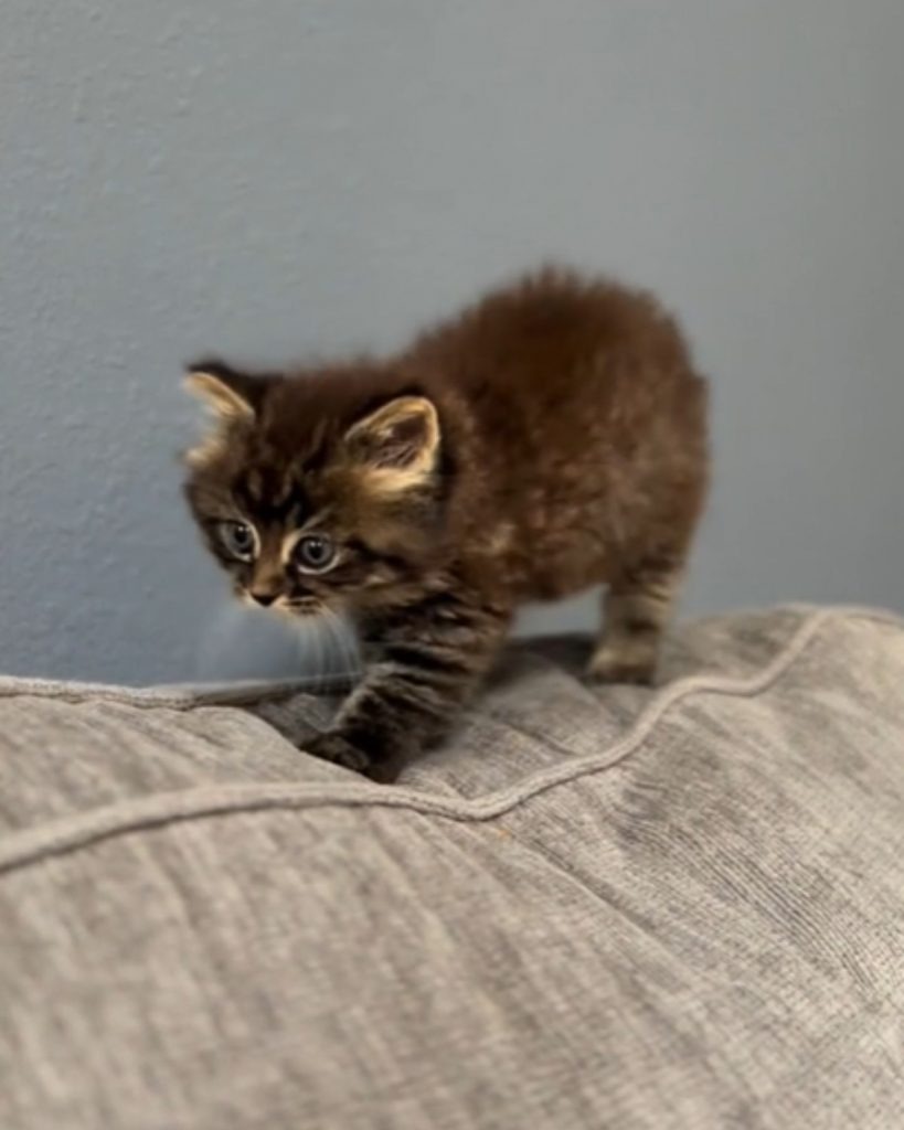 Kleine Katze laeuft auf Sofa