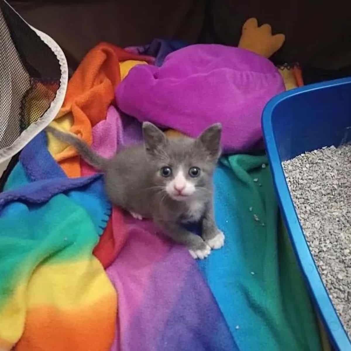 Kleine Katze sitzt auf einer bunten Decke