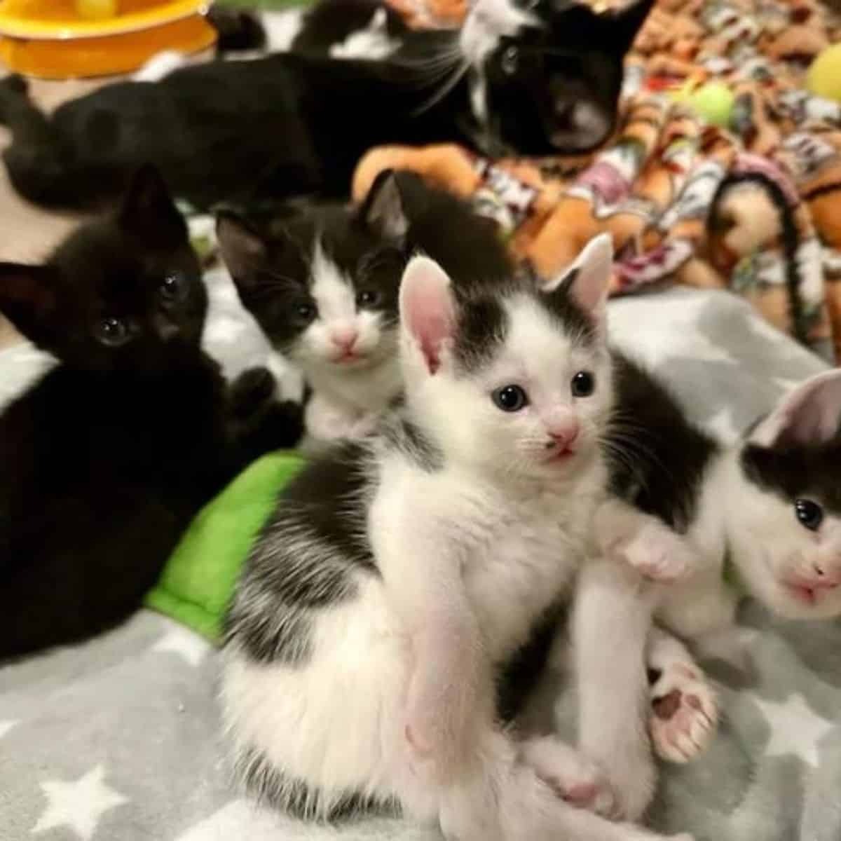 Kleine Katzenbabys