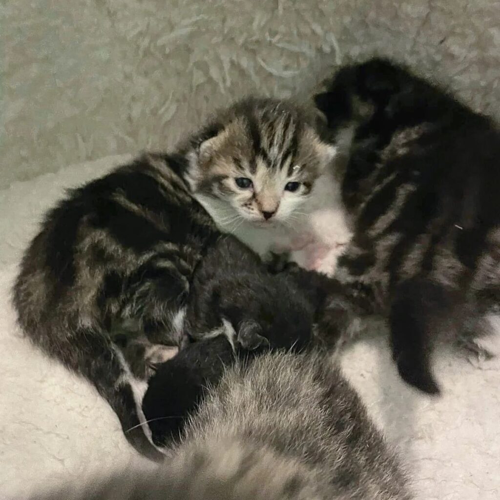 Kleine neugeborene Katzenbabys