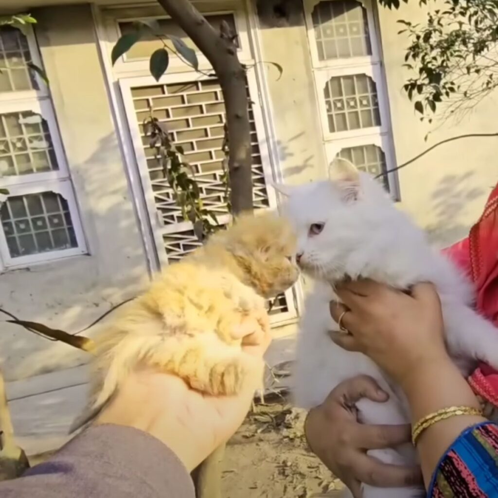 Kleine orange Katze und eine weisse grosse Katze