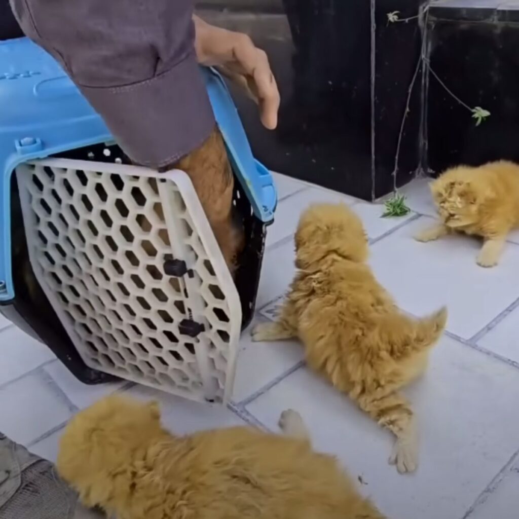 Kleine orangefarbene Katzenbabys werden gerettet