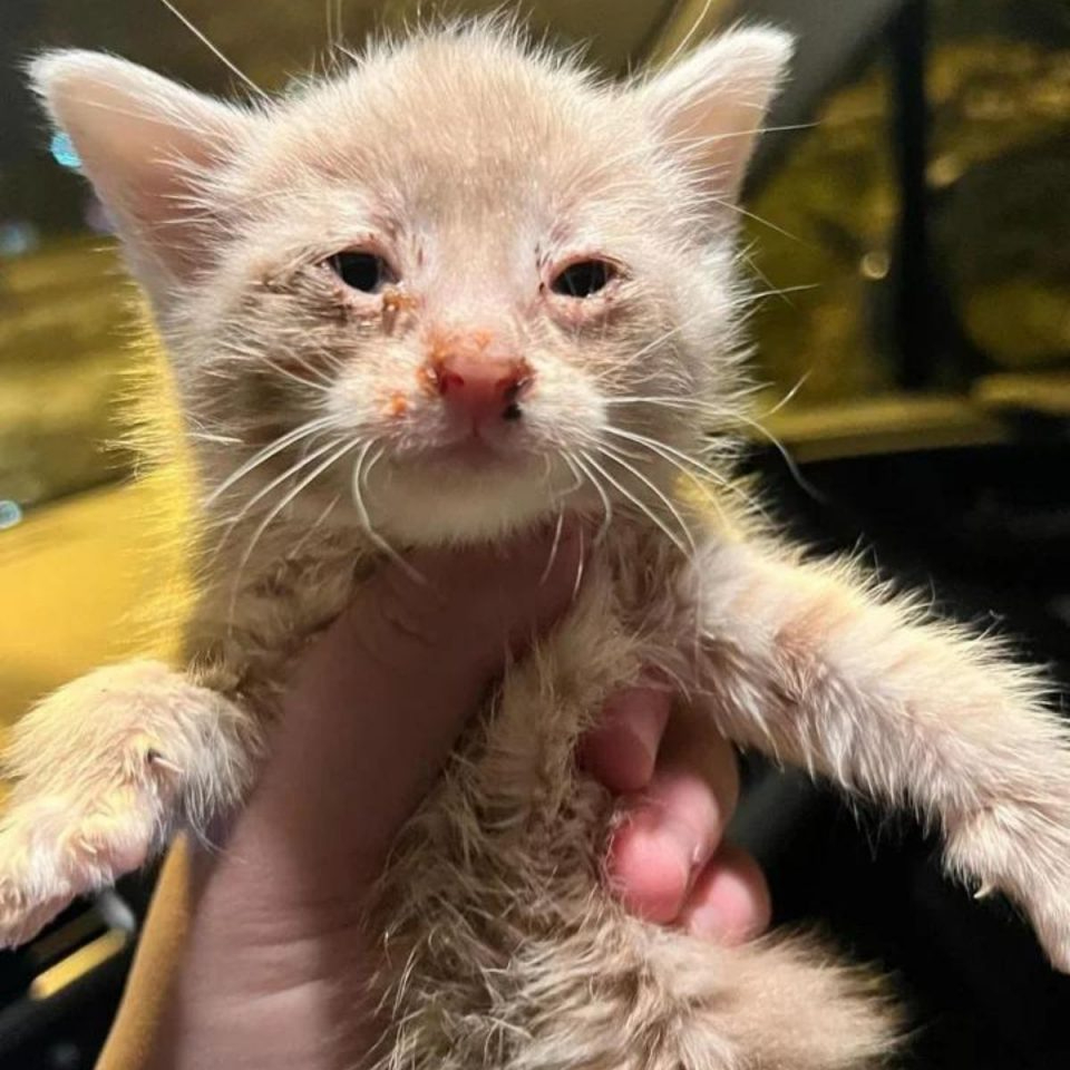 Kleines Katzenbaby im schlechtem Zustand