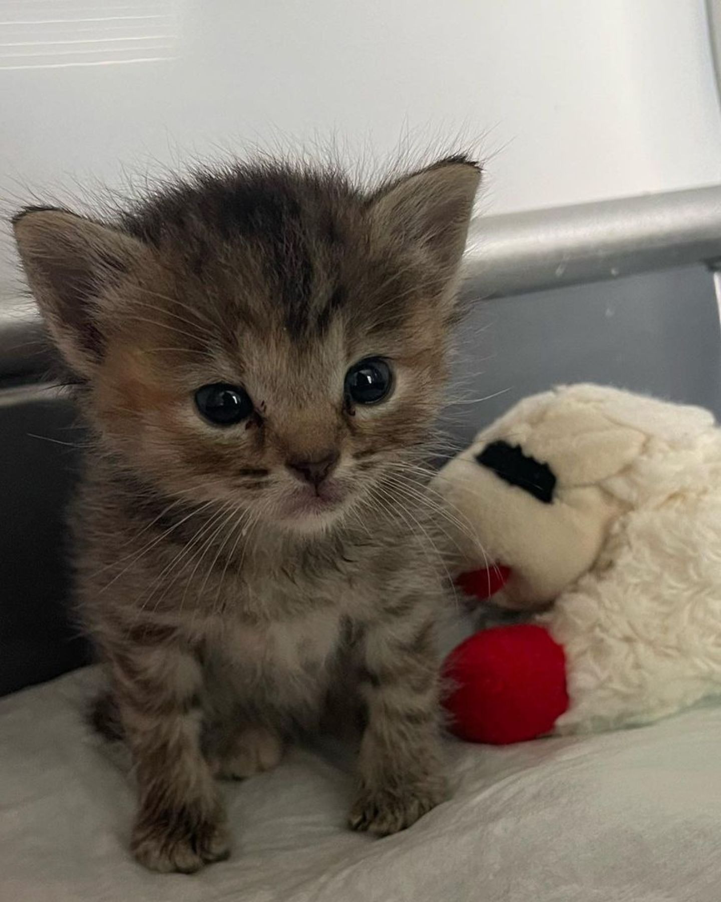 Kleines Katzenbaby sitzt