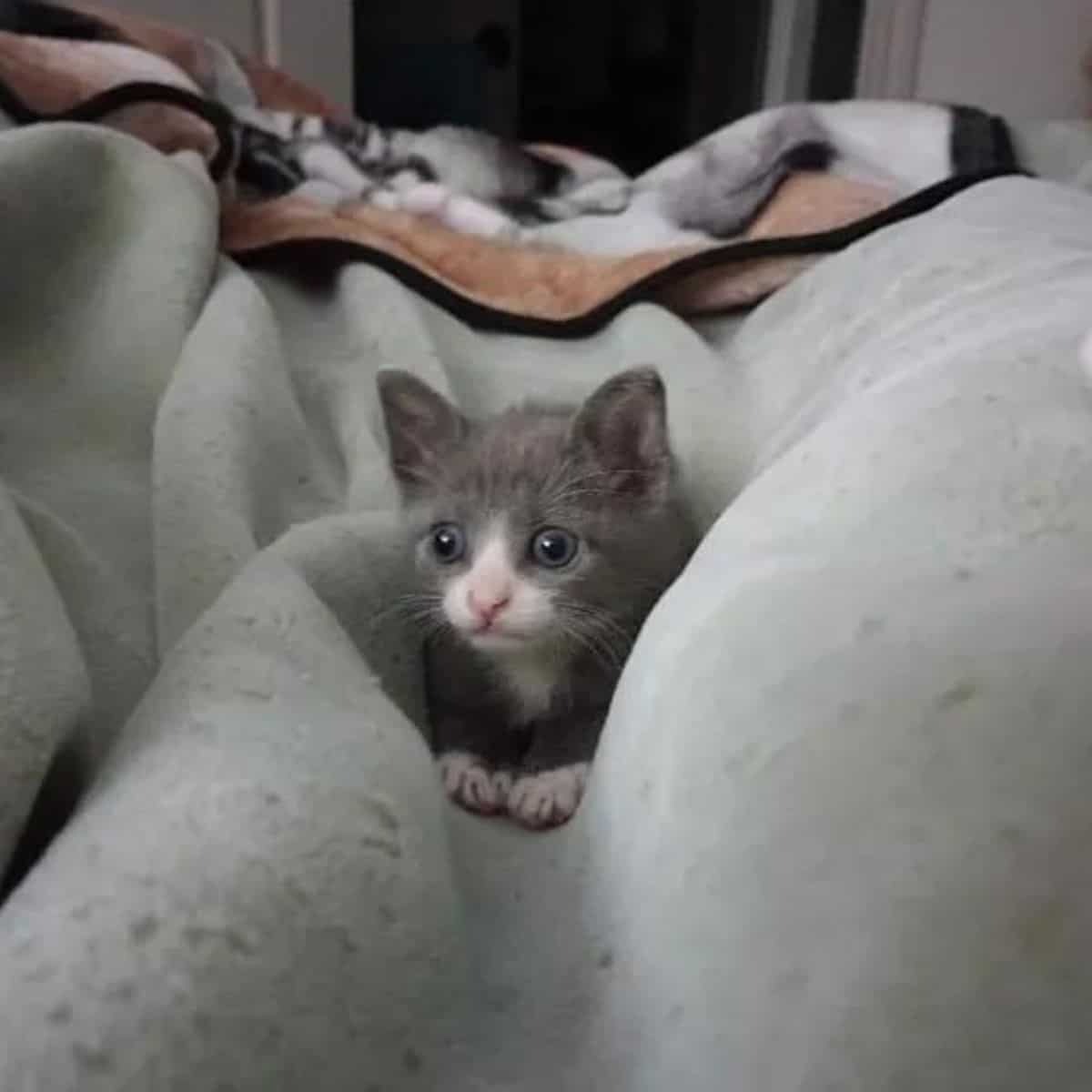 Kleines graues Katzenbaby liegt